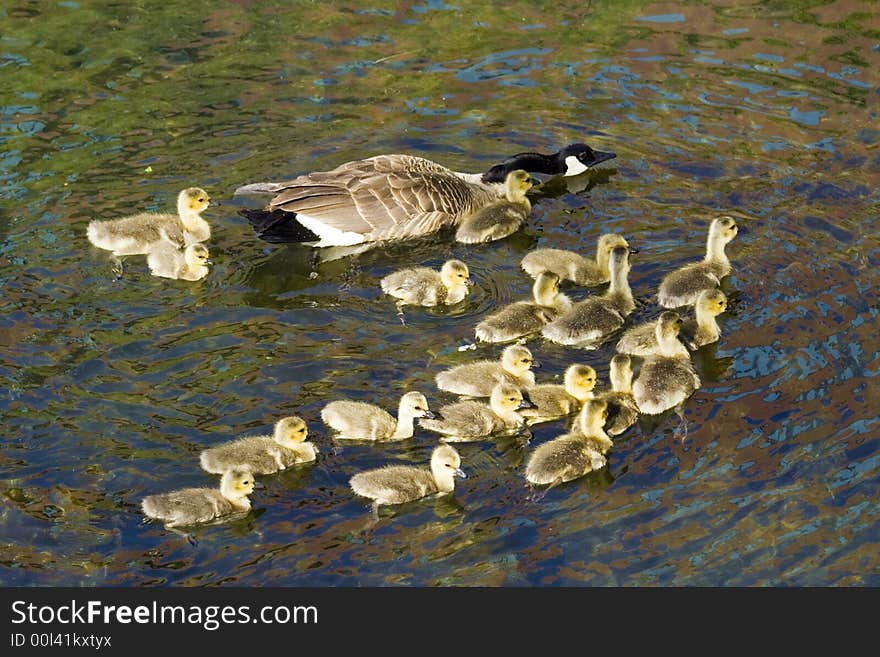 A Canadian goose with a bevy of babies in a pond. A Canadian goose with a bevy of babies in a pond