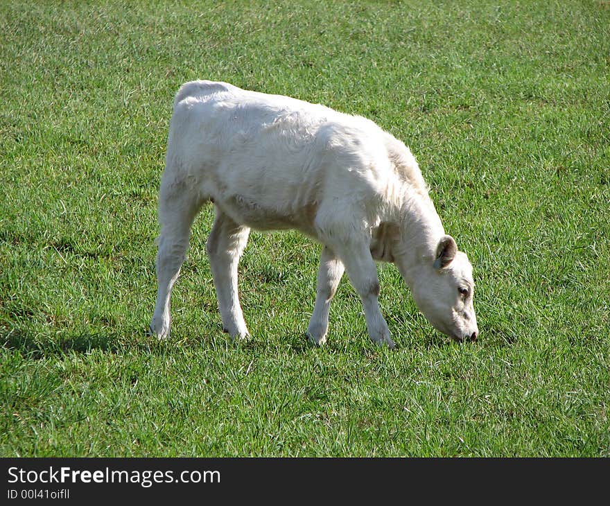 Simple white cow grazing in field. Simple white cow grazing in field