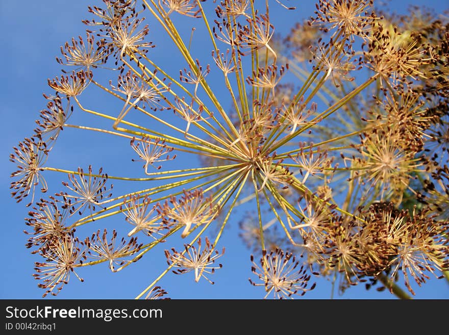 Sprig Of A Dill