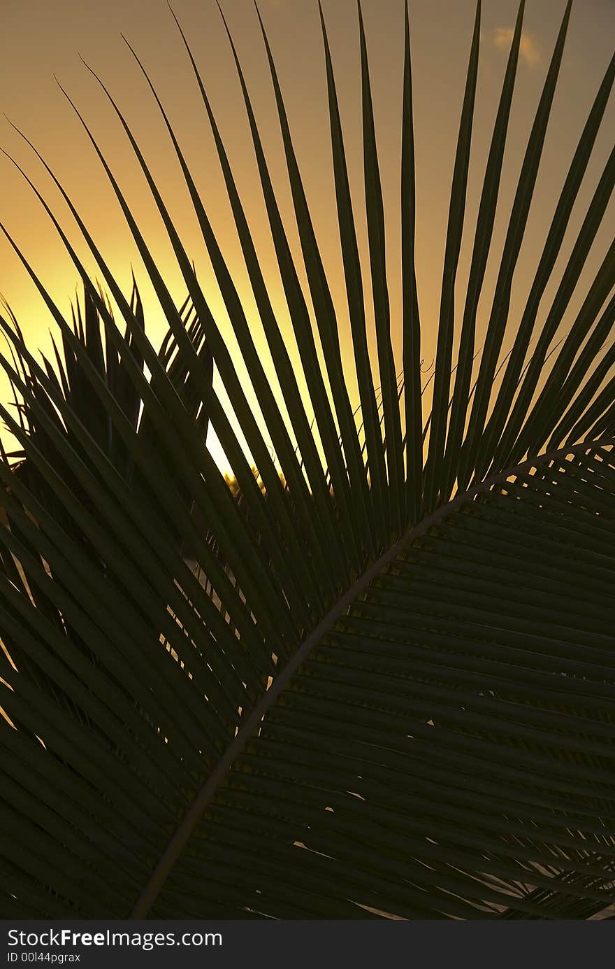 Coconut trees on moorea in south seas at sunset. Coconut trees on moorea in south seas at sunset