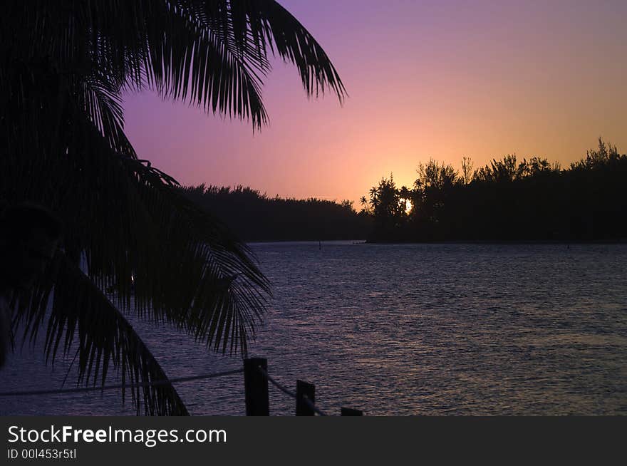 Coconut trees on moorea in south seas at sunset. Coconut trees on moorea in south seas at sunset