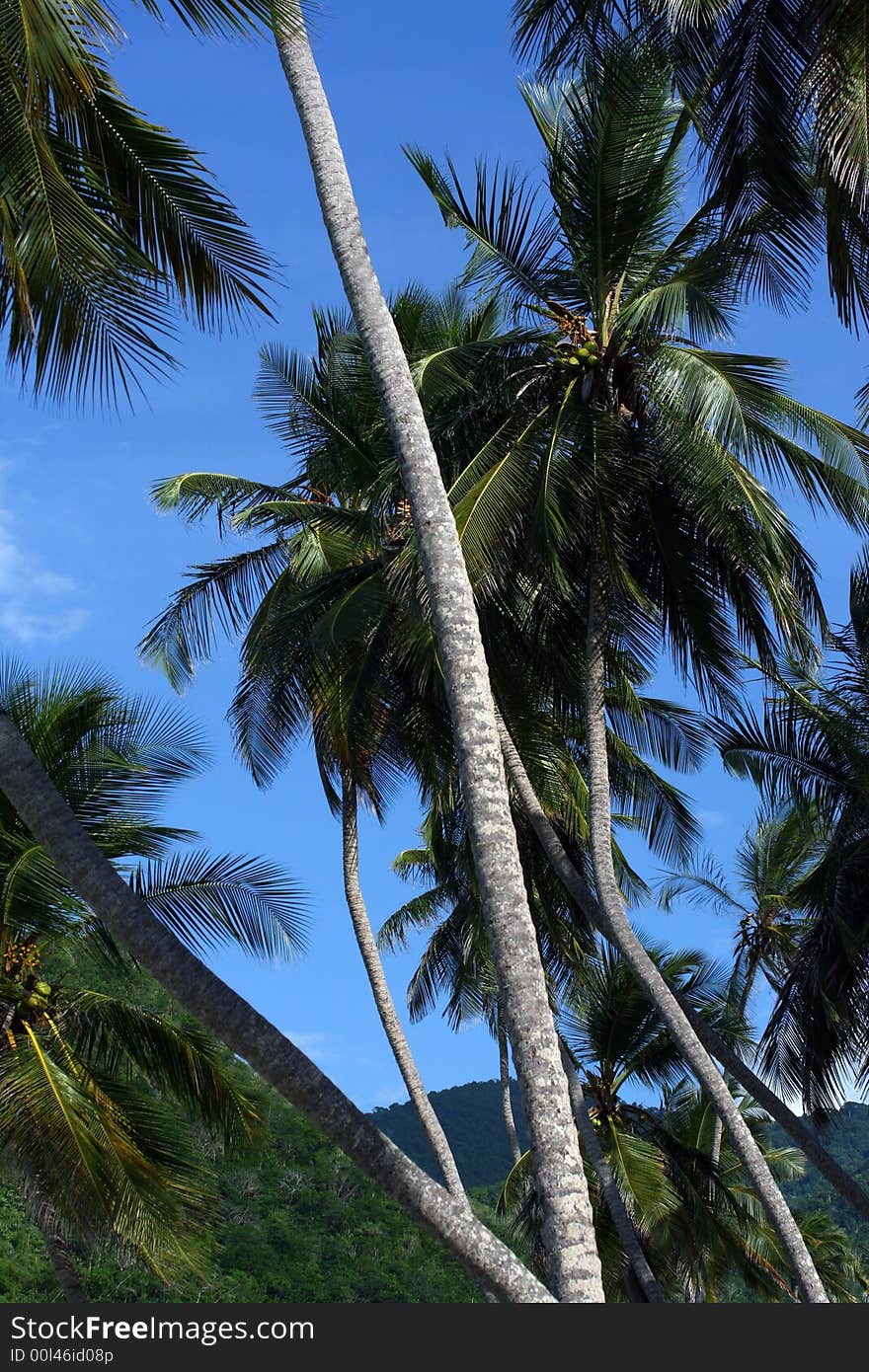 Tropical Palm Tree