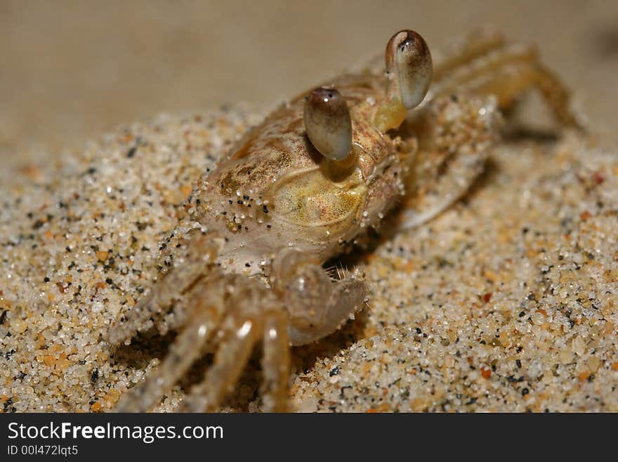 Molluscs crab detail in the beach Sand