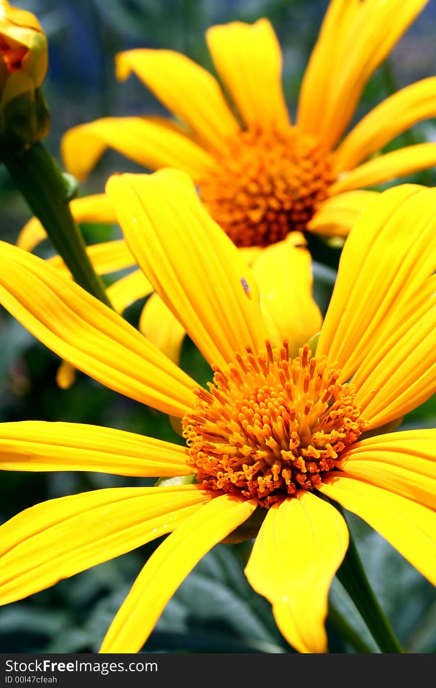 Beauty sunflower, flowering head close up. Beauty sunflower, flowering head close up