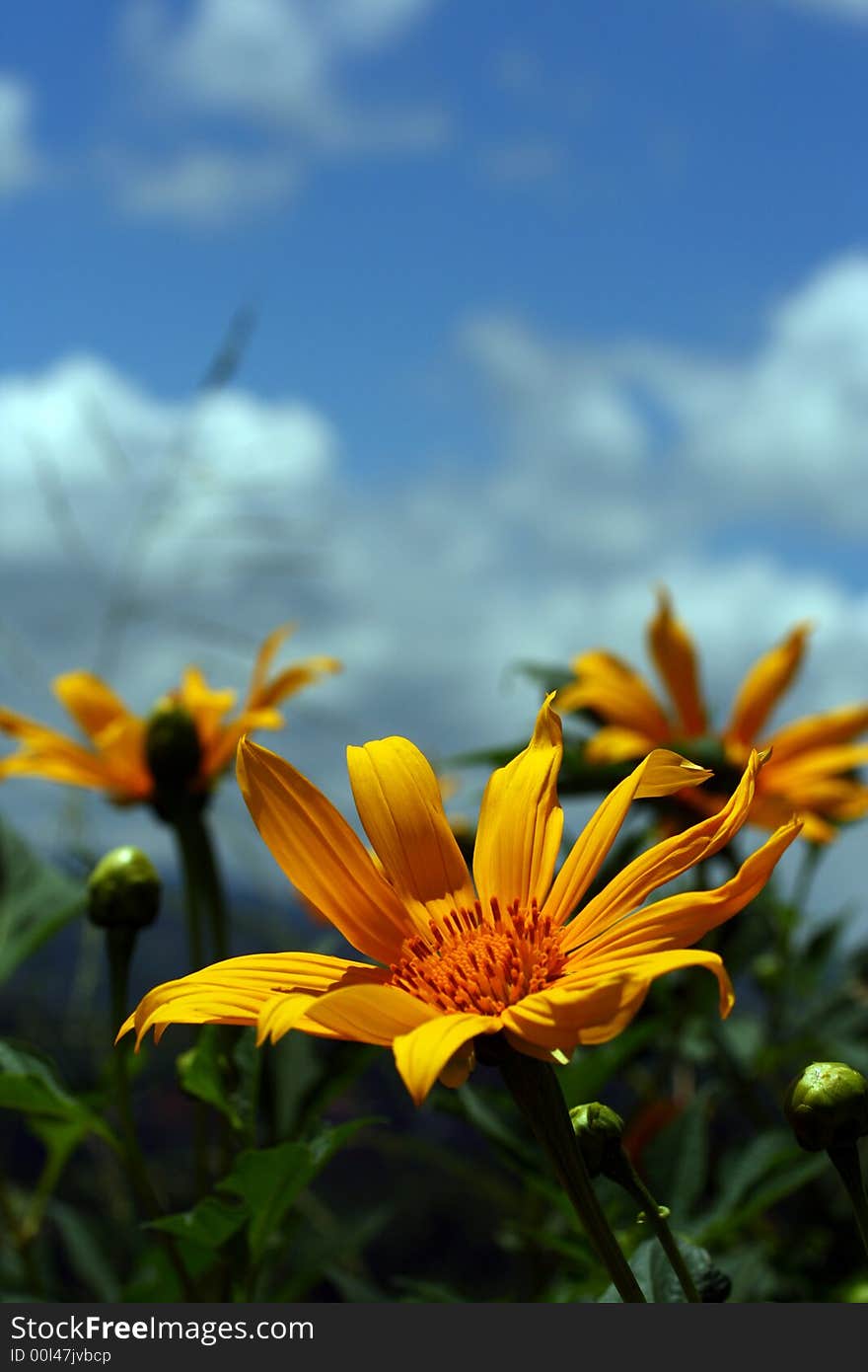 Beauty sunflower, flowering head close up. Beauty sunflower, flowering head close up