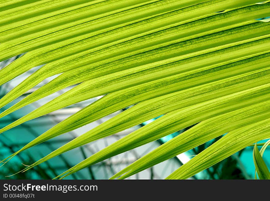 Coconut Leaf