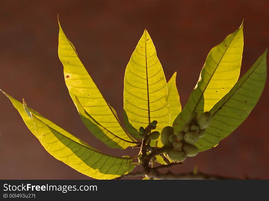 Green leaf and fruit