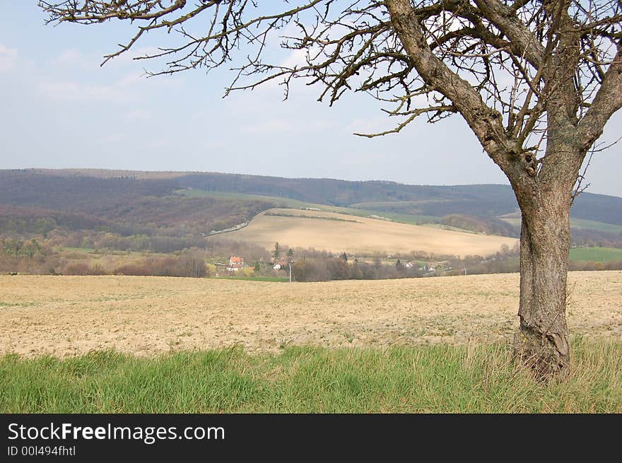 Tree close to the road in countryside in spring