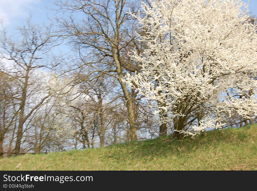 Florishing trees in spring in a sunshine