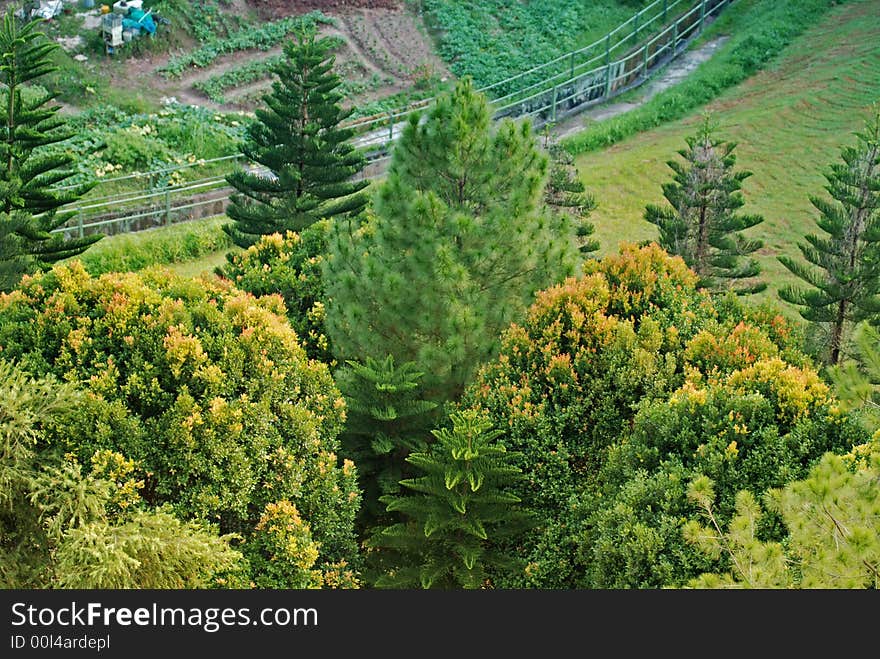 Vegetable Farm