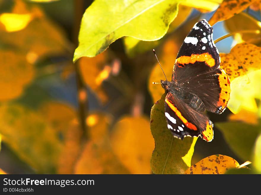 A red butterfly sitting on a leaf