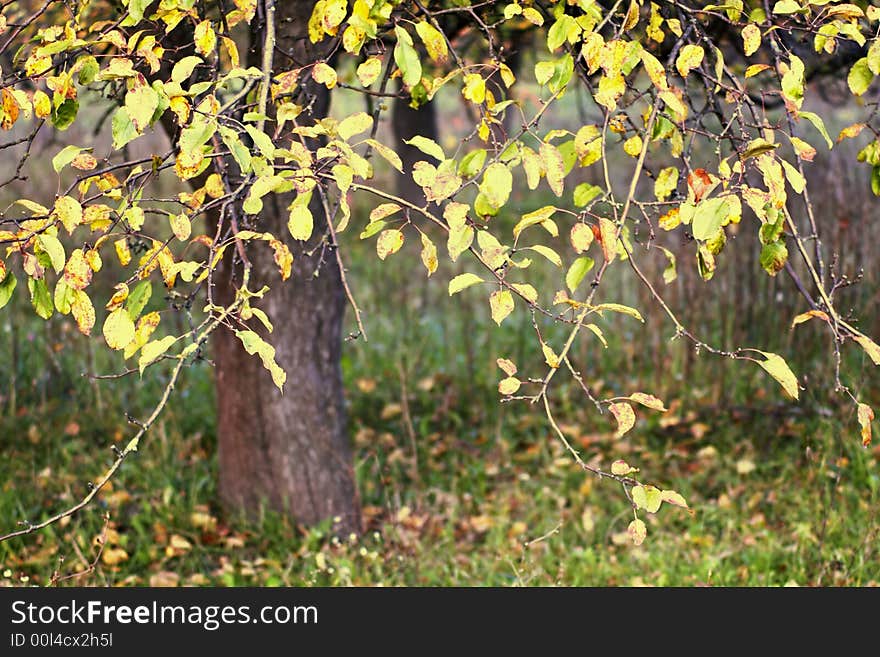 Apple-tree