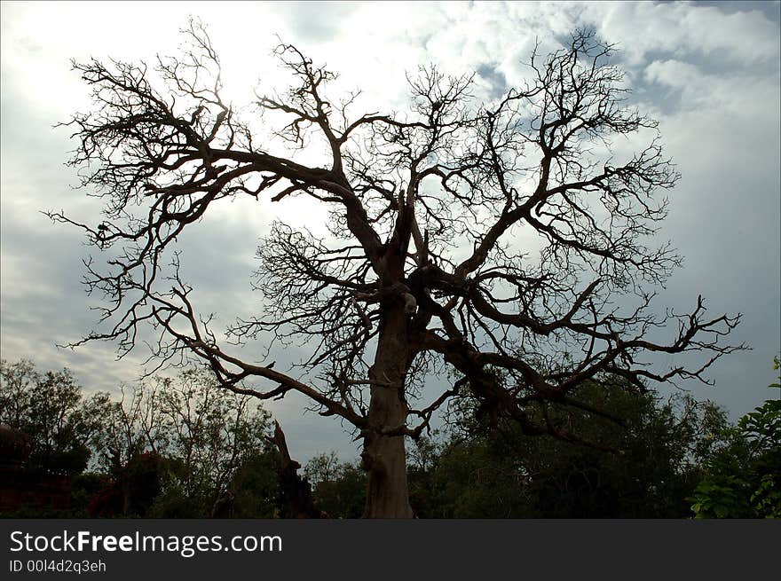 Tree and clouds