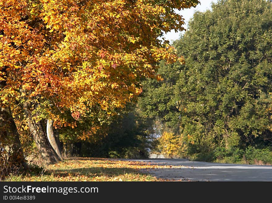 Road In Park