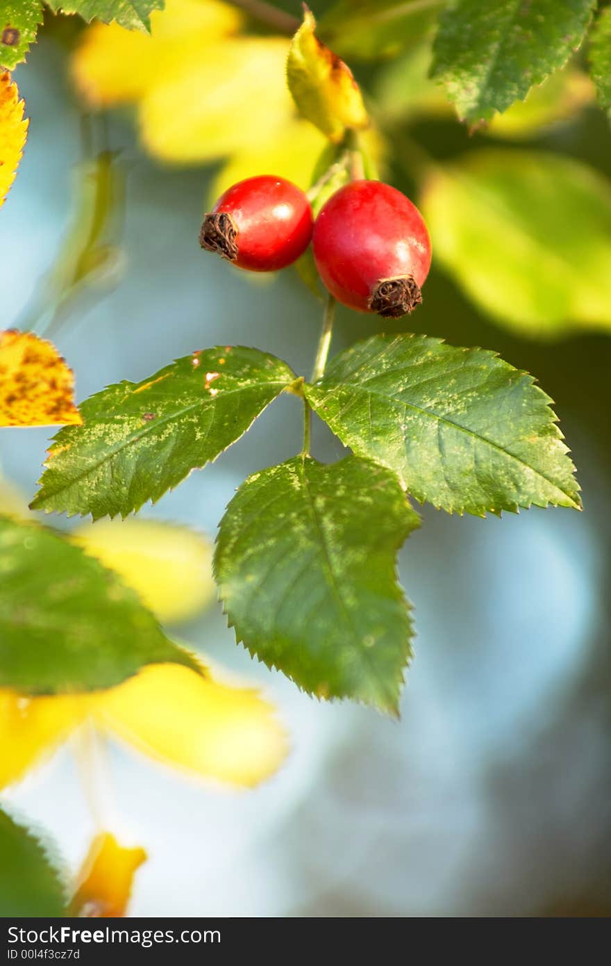 An image of hips on a blurred background. An image of hips on a blurred background