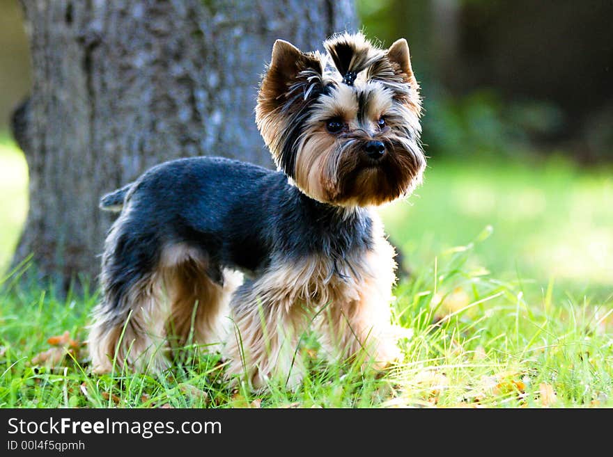 Yorkshire Terrier