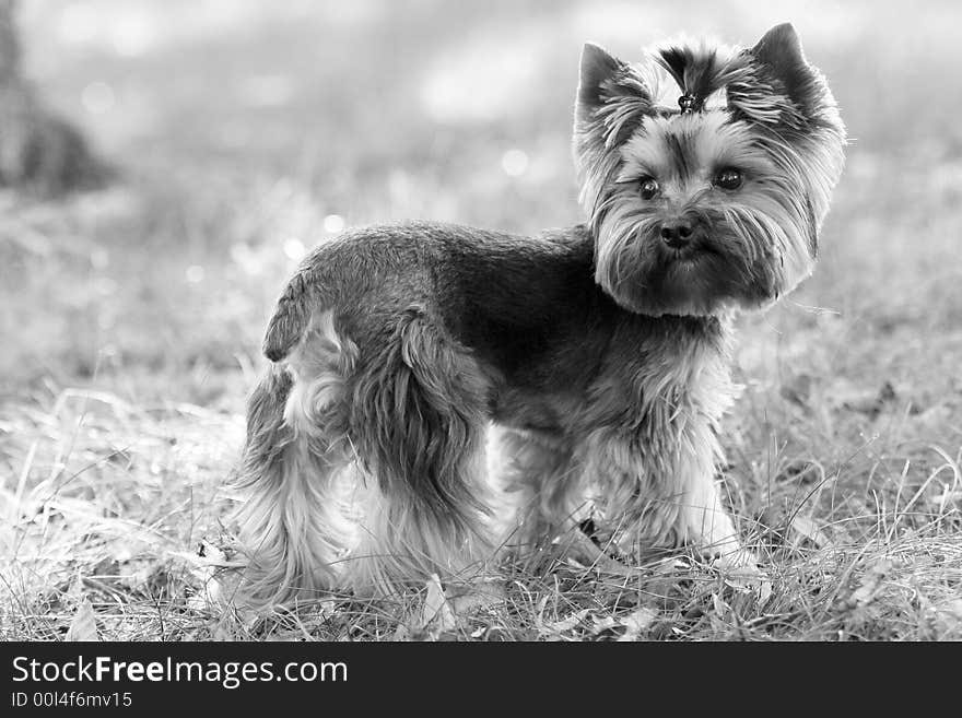 Yorkshire Terrier