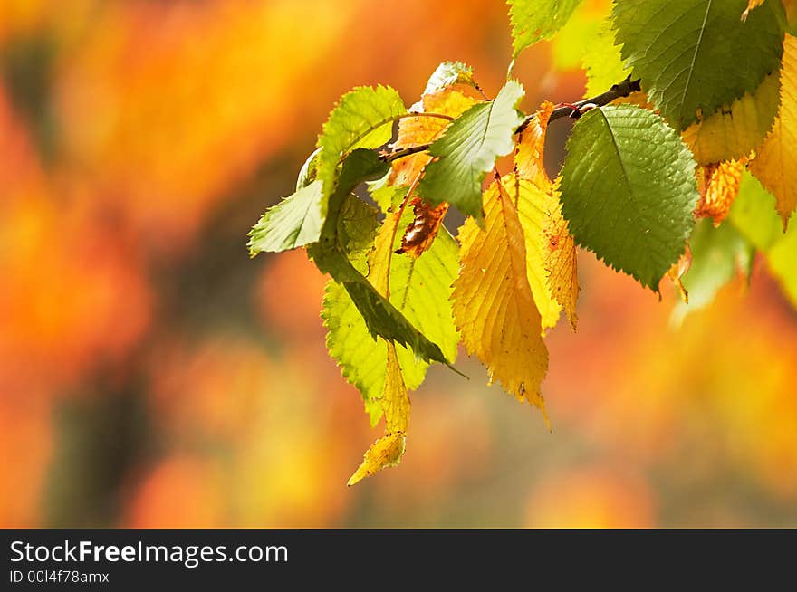 An image of yellow and greeen leaves. An image of yellow and greeen leaves