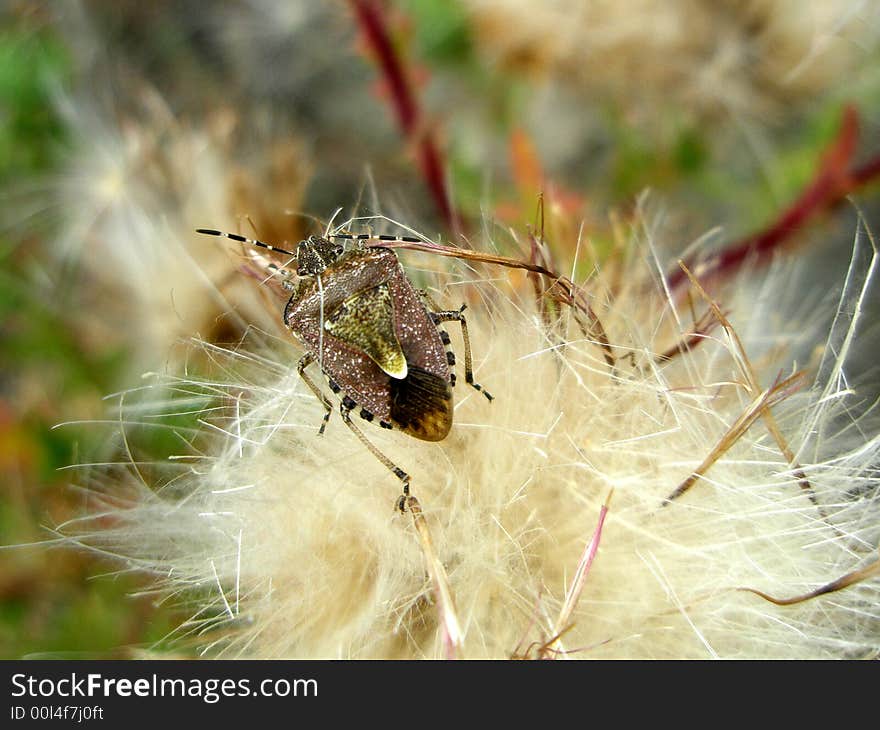 Common bedbug