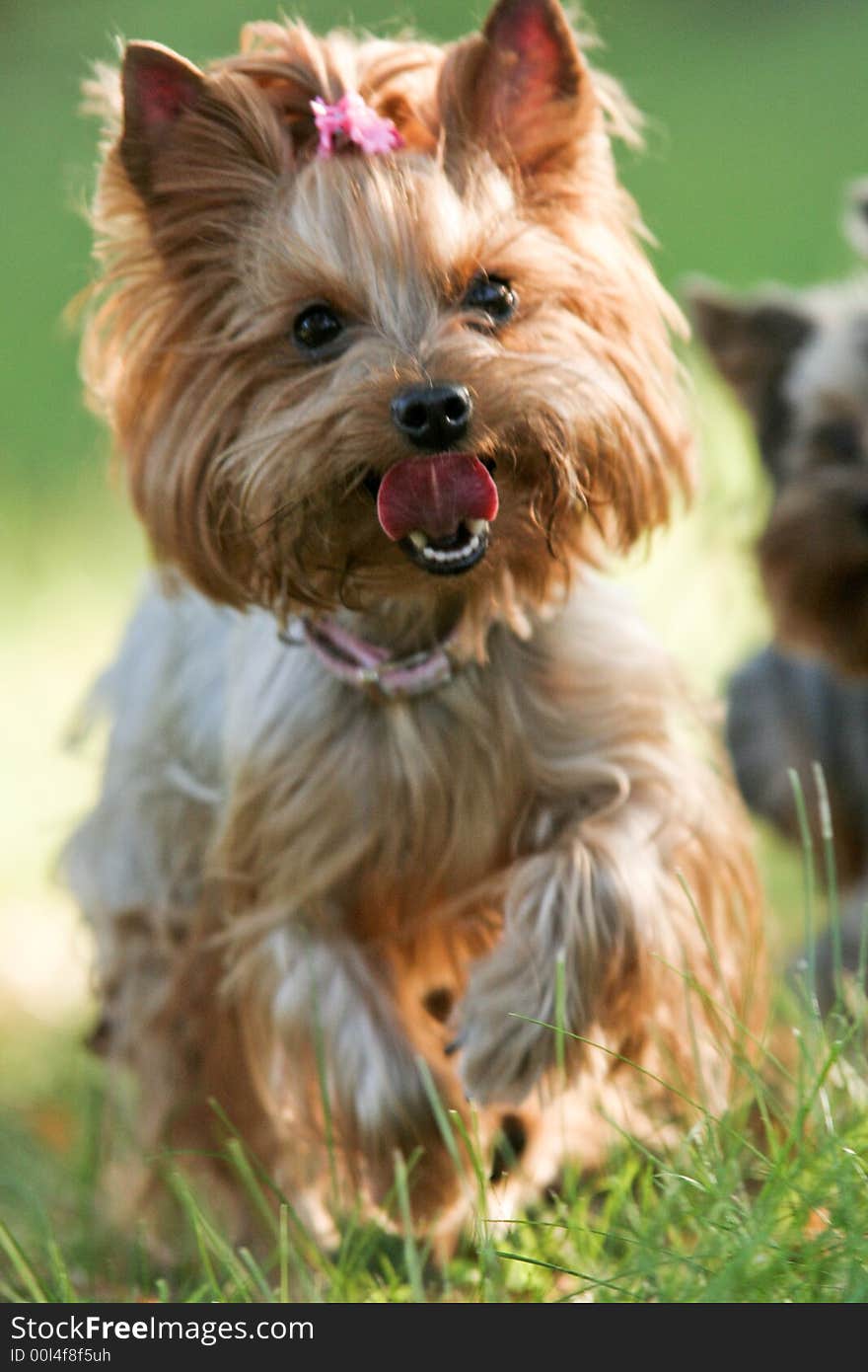 Yorkshire Terrier