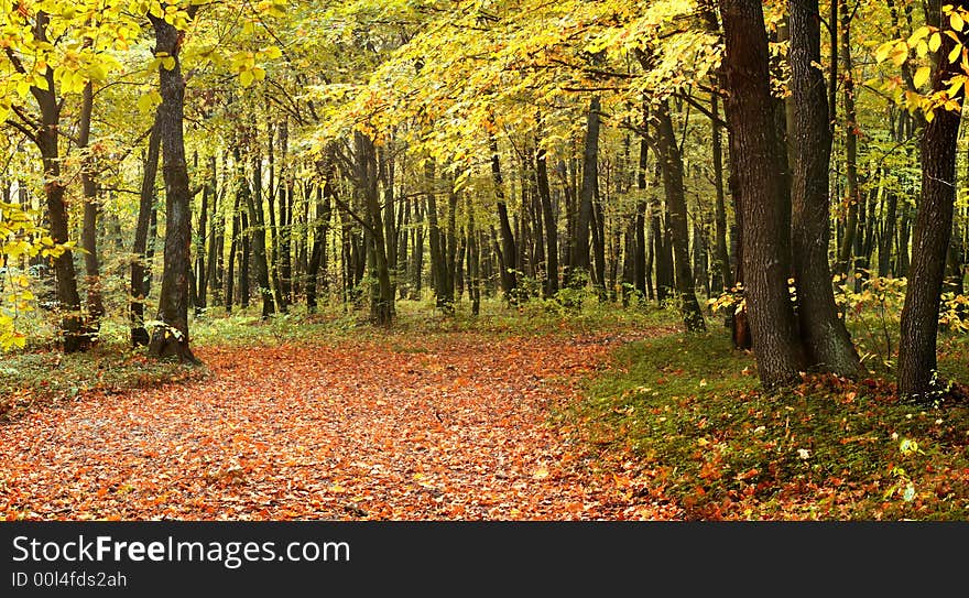 Autumn panorama