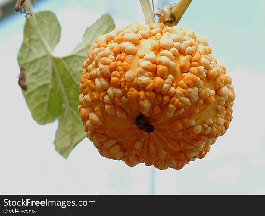 Look very ugly orange color fruit. Look very ugly orange color fruit.