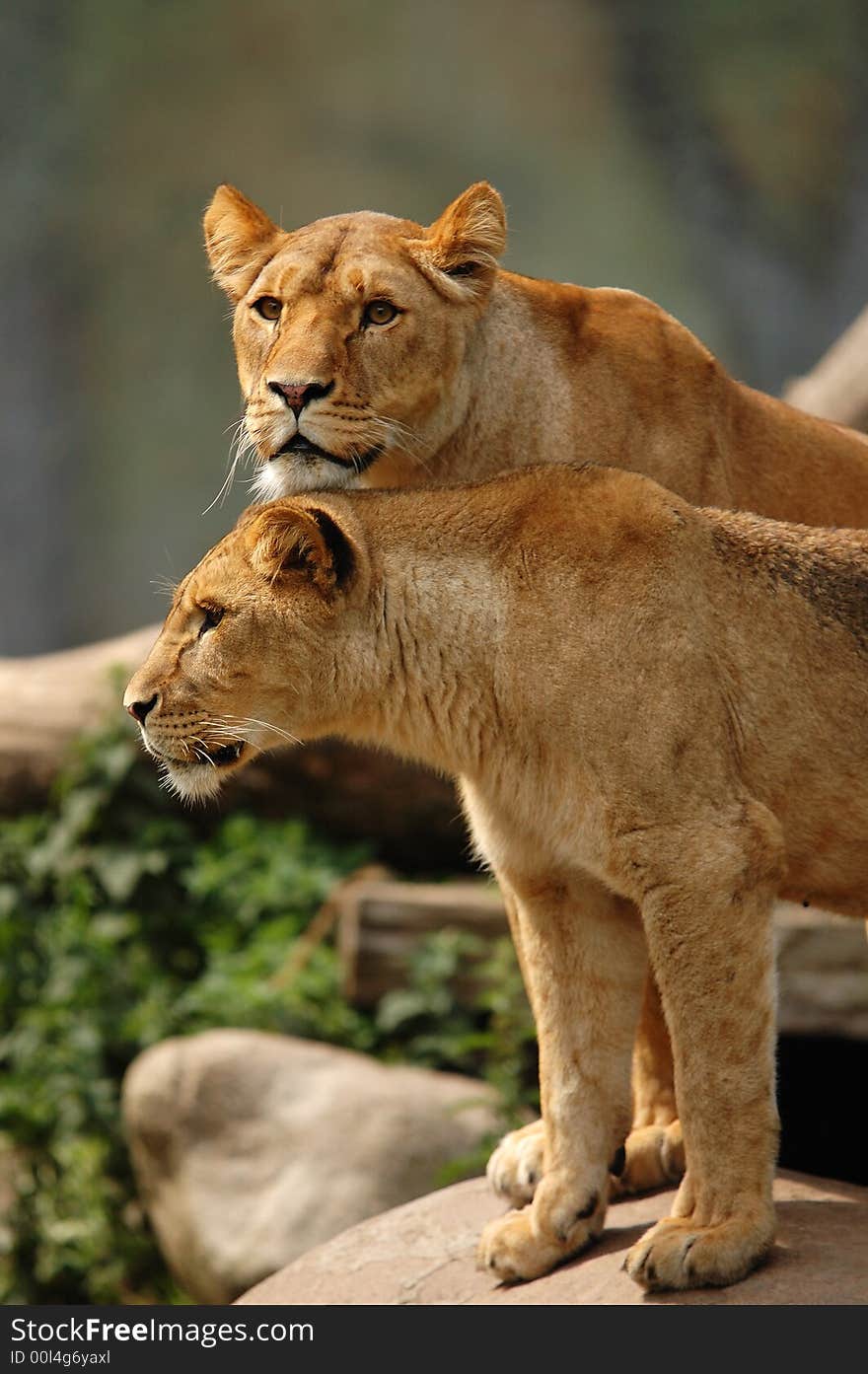 Lionesses