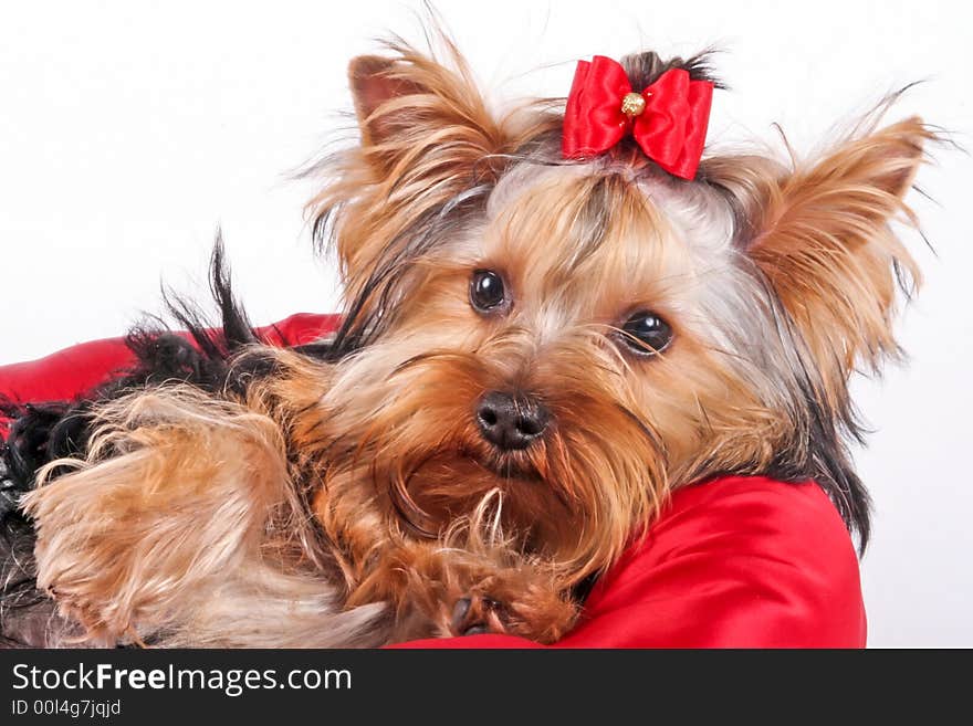 Yorkshire terrier family - sleepy young girl. Yorkshire terrier family - sleepy young girl
