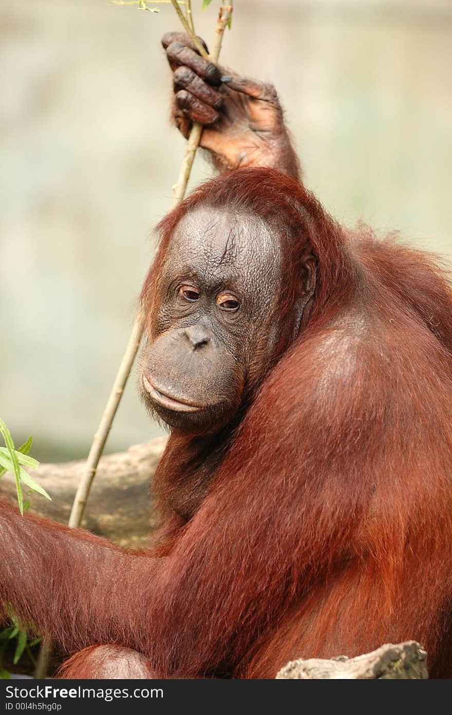 An orangutan sitting by itself looking thoughtful