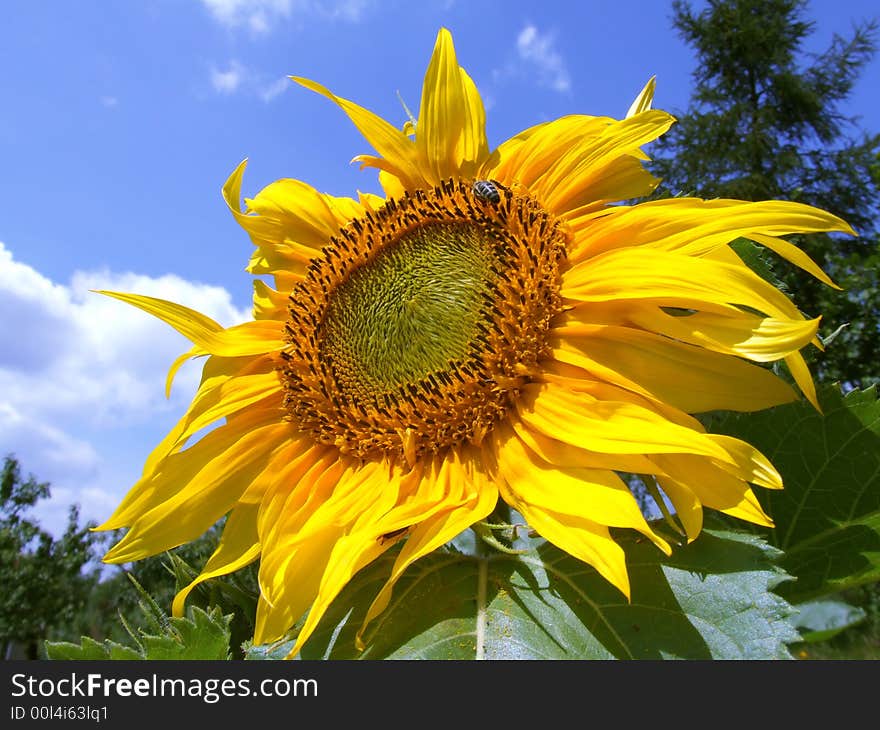 Single sunflower