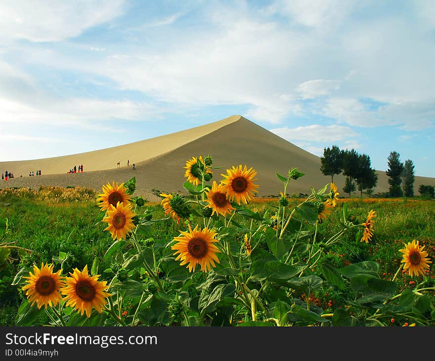 Sand hill and helianthus