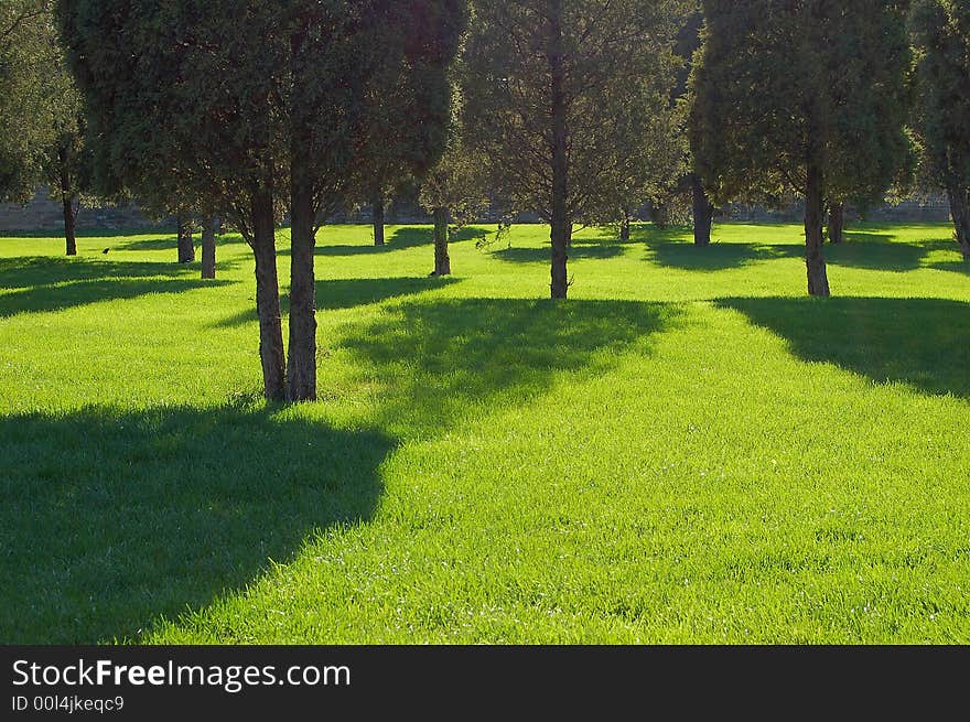 Cypress Shadow On Grass Field