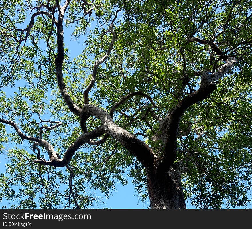 Tree in New Caledonia from below