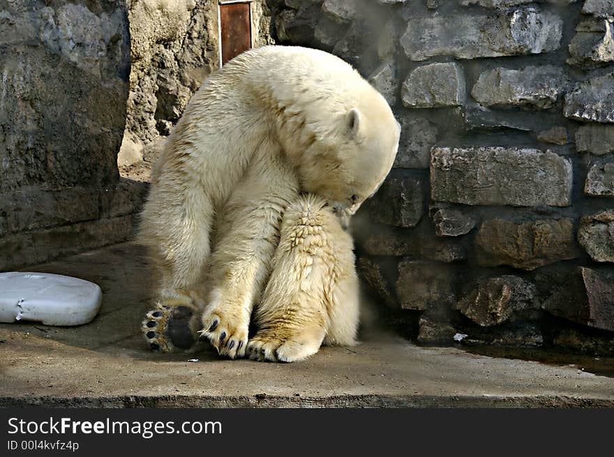 Polar bear in Moscow zoo