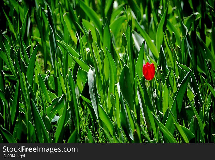 First tulip flower in spring