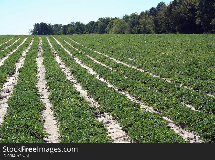 Rows of crops in a field with trees. Rows of crops in a field with trees