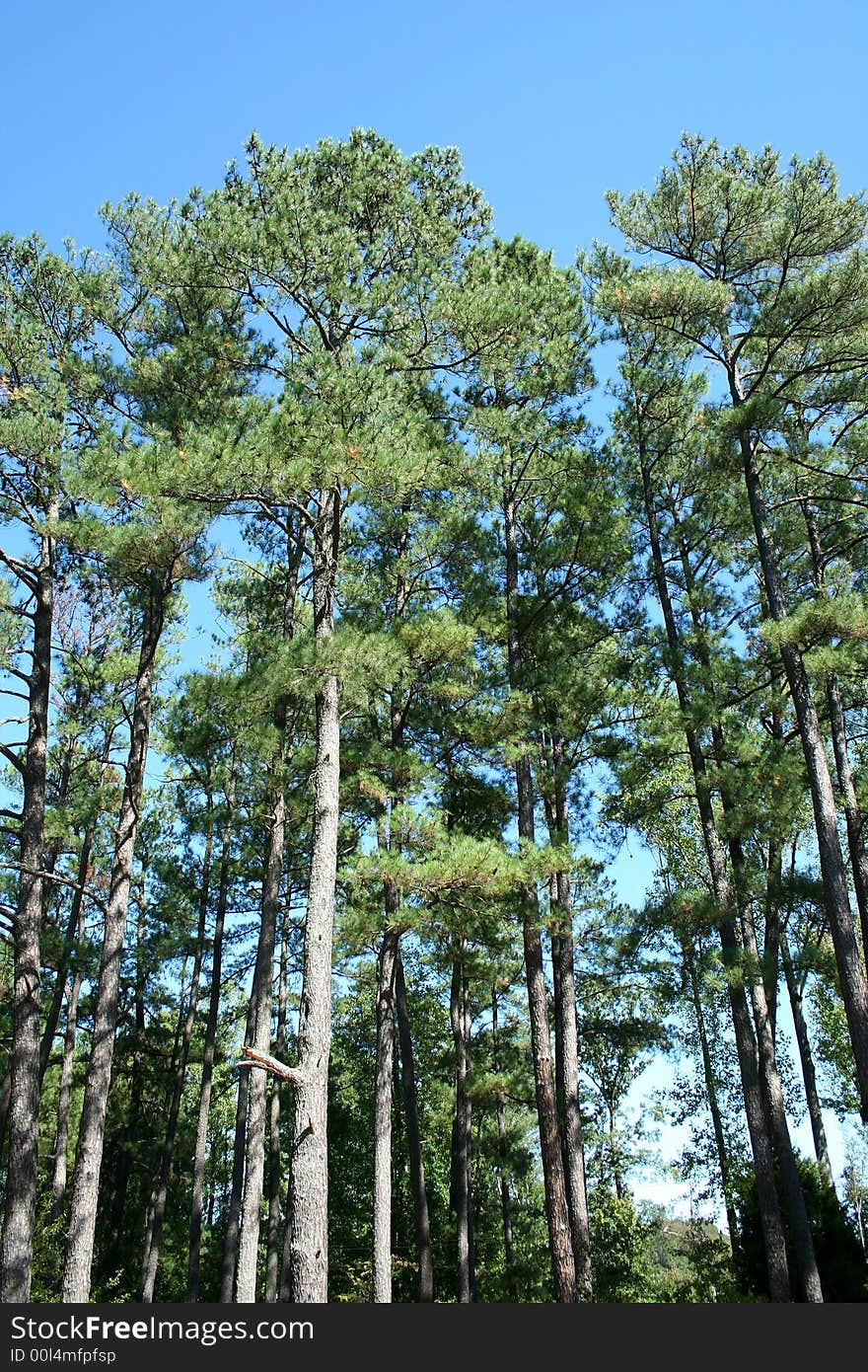 Several Tall Pine Trees against a blue sky