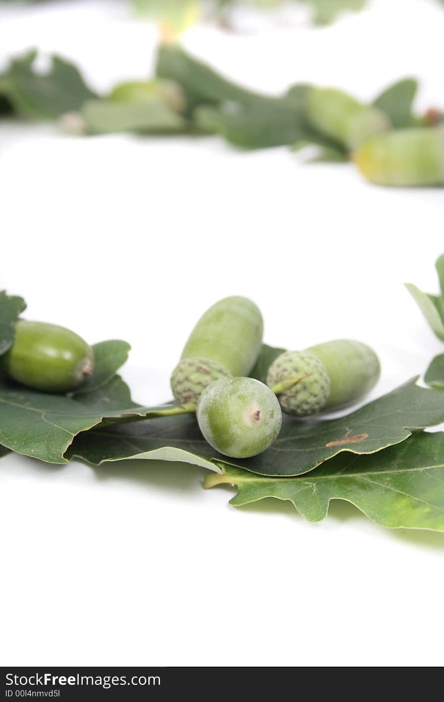 Acorns of oak tree