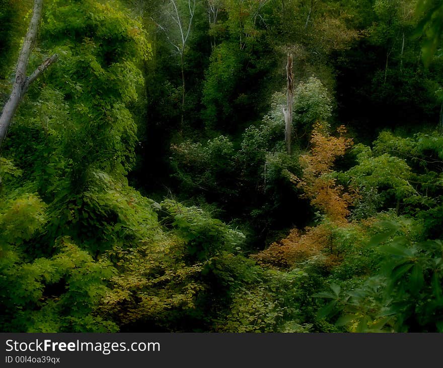 Foliage picture taken from the woods of the state of Pennsyvania, USA. Foliage picture taken from the woods of the state of Pennsyvania, USA.