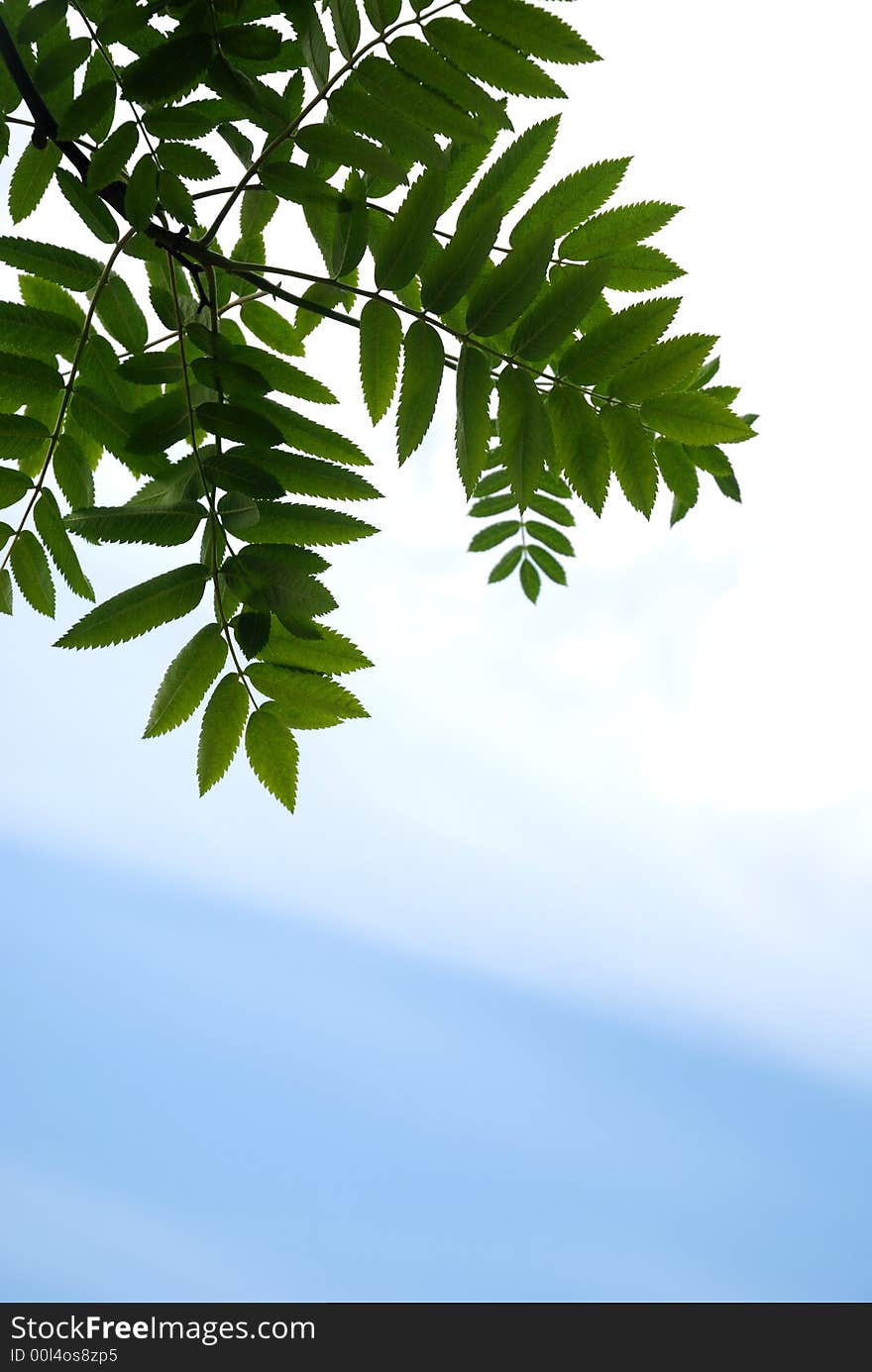 Branch With Leaves