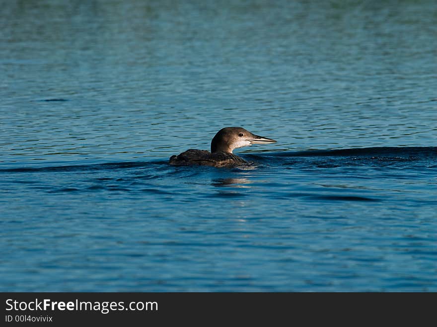 Young chick loon on a blue lake in Canada. Young chick loon on a blue lake in Canada