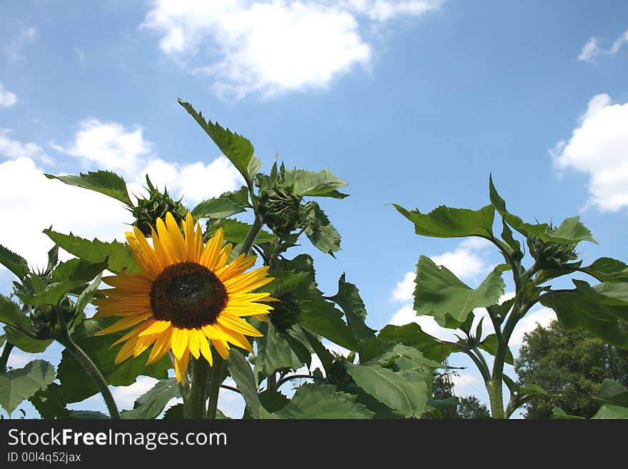 Sunflower