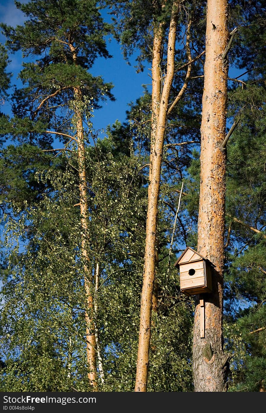 Pine, forest, sky, house for the birds. Pine, forest, sky, house for the birds