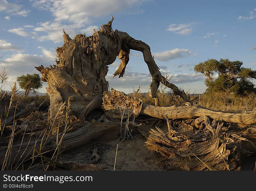 Dead trunk