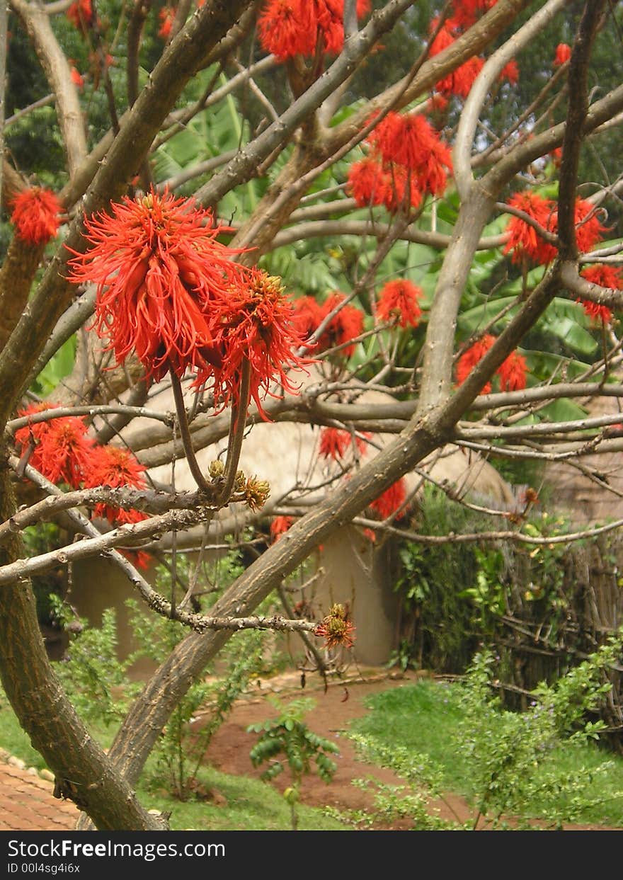 Red Flower Rwanda Hut