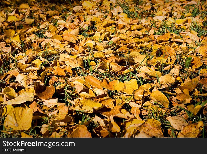 Autumn leaves, background, textures, yellow