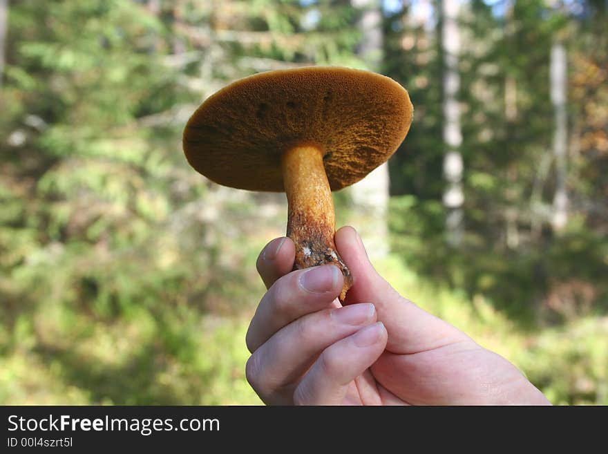 Boletus mushroom