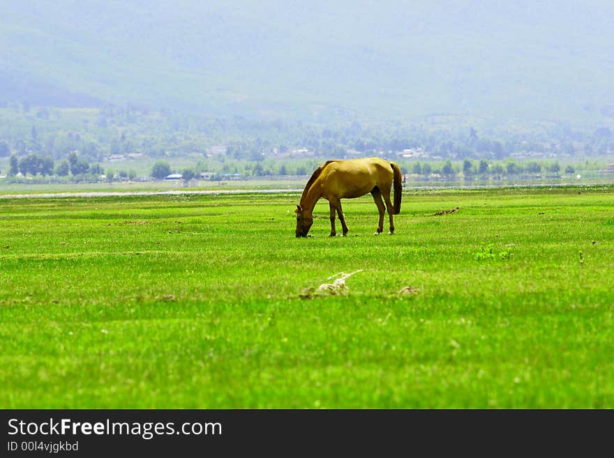 SONY DSLR A700
horse neddy steed equine nature pets travel asia china geography