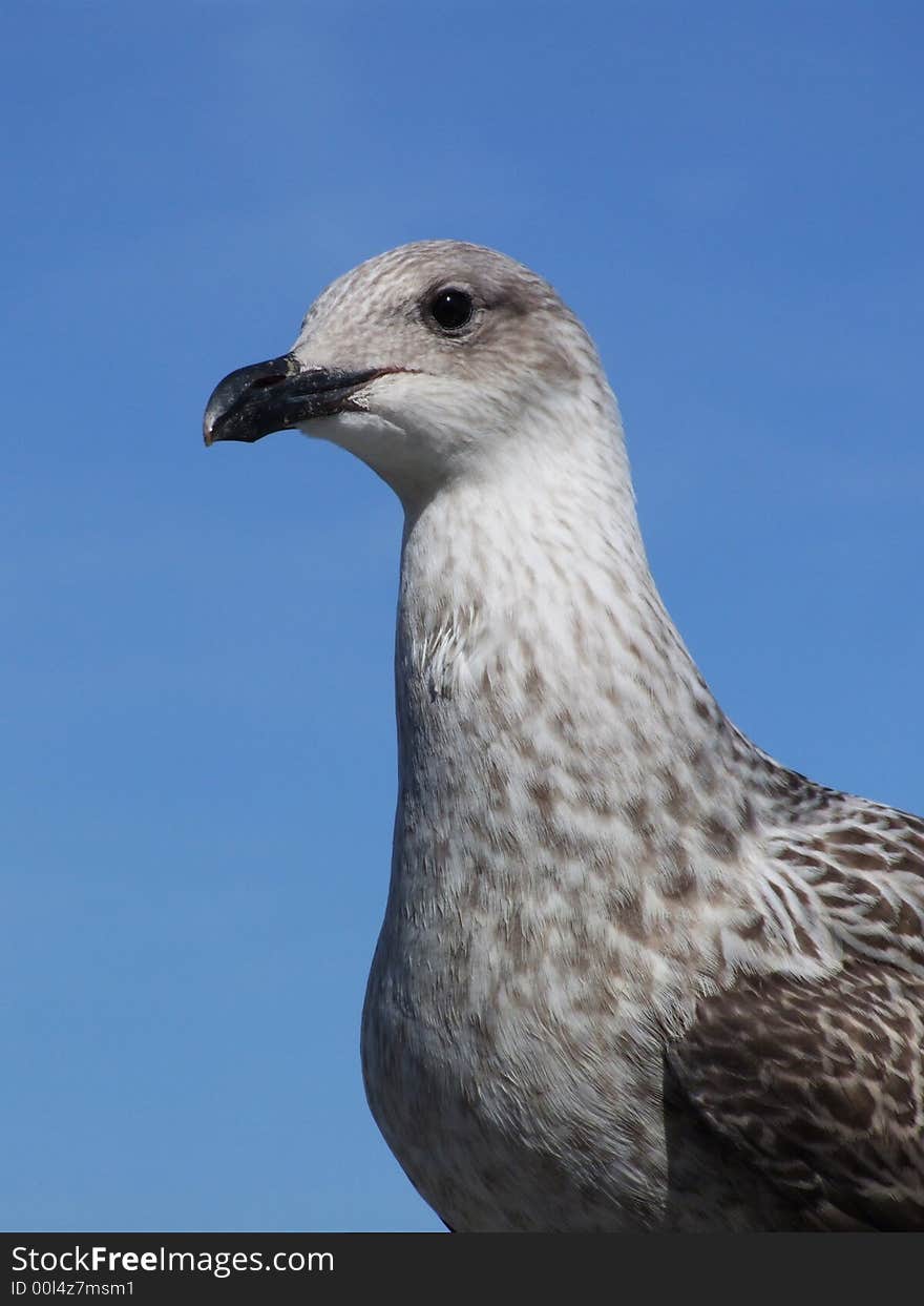 Young Seagull