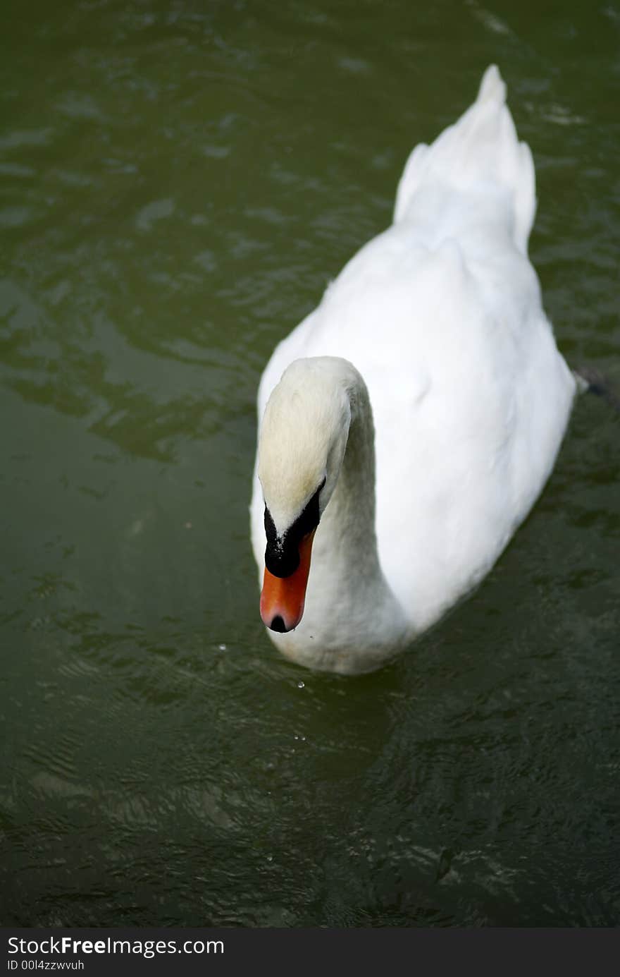 Swan swimming on lake waters. Swan swimming on lake waters